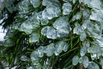 Douglas fir covered by ice shell