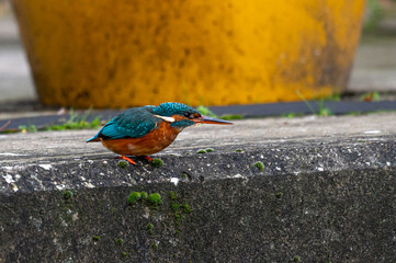 Female common kingfisher, alcedo atthis, in urban town setting with reduced people activity due to the pandemic, perched on riverside in front of resturant plant pots