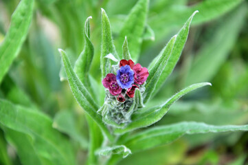 Cynoglossum officinale blooms in nature