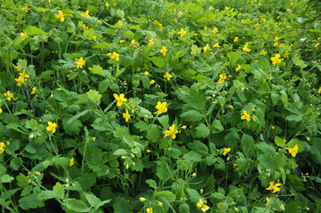 Flowering Chelidonium majus
