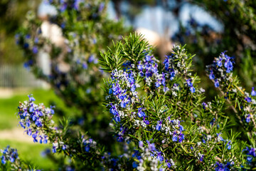 Salvia rosmarinus, also rosemary and Rosmarinus officinalis, aromatic evergreen shrub with purple-blue flowers. It's a medicinal and culinary herb used to season food in the Mediterranean region.
