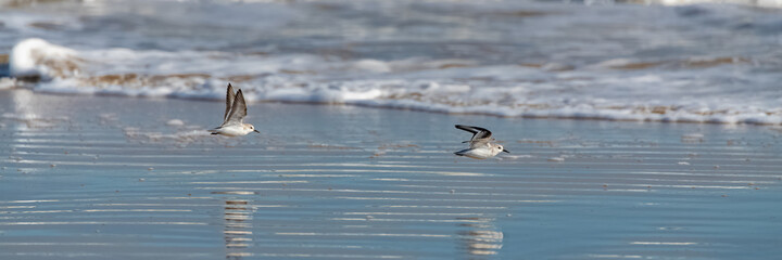 Sanderlings flying on the beach, under the blue sea