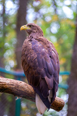 White-tailed eagle sitting on a branch against a background of greenery