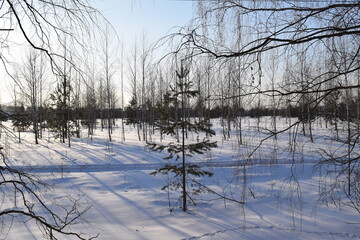 Spruce trees. Winter