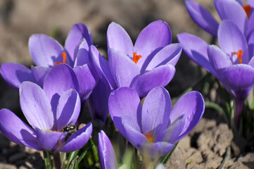 In nature, crocuses bloom in spring