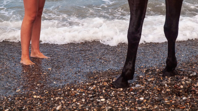 Joven amazona con vestido blanco domando a su caballo marron sin montura en la playa