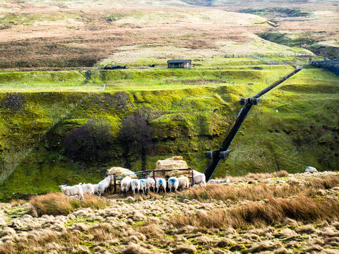 Swaledale Sheep Eating At The Side Of A Reservoir, With Moorland And Mountains. Scar House Reservoir. Nidderdale. Yorkshire Dales National Park