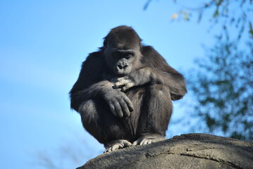 portrait of a gorilla