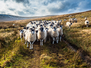 A flock of Swaledale sheep waiting for feeding. Scar House reservoir. Nidderdale. Yorkshire Dales...