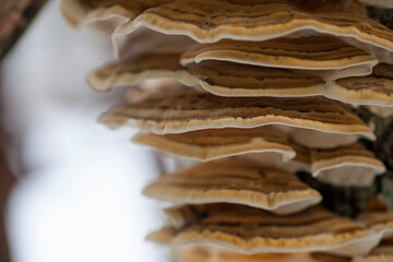A group of shelf fungus