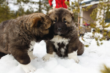 Fototapeta premium Two playful funny Caucasian Shepherd Dogs having fun in snow.