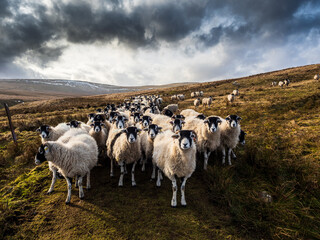 Fototapeta na wymiar A flock of Swaledale sheep waiting for feeding. Scar House reservoir. Nidderdale. Yorkshire Dales National Park