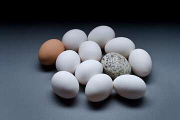 Eggs with Rock in studio