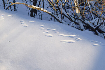 Footprints in the snow. Trees.Winter