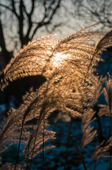 The sun shining through the grasses