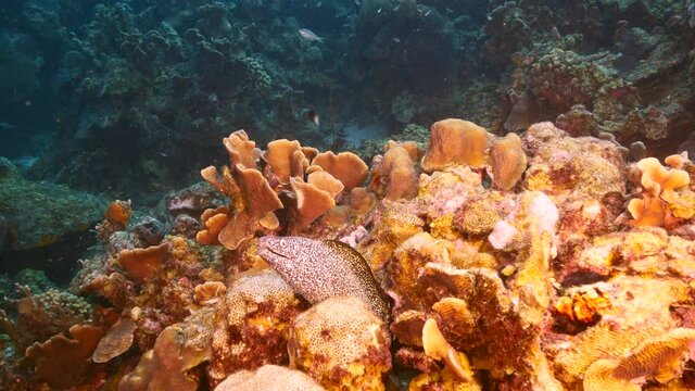 Spotted Moray Eel rest in coral block of reef in Caribbean Sea, Curacao