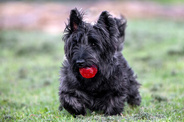 Scotty dog playing with a red ball