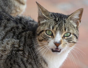 Fototapeta premium The beautiful outlook of the cat