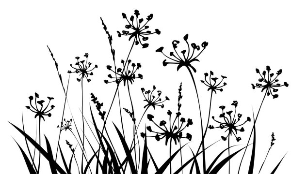 Floral background with grass and flowers silhouettes. Spring or summer background.