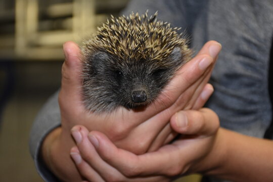 Igel, Herbst, Stachel, Stacheln, Schnauze, Haugen, Nase, Jungtier, Jung, klein, Ohr, Ohren, Braunbrustigel, S&auml;ugetier, Hand, Finger, streicheln, sorgen, pflegen, Fingernagel, Jahreszeit, Schutz, Hilfe