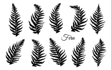 Fern leaves set. Fern design collection. Vector illustration © VETOCHKA