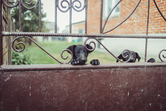 Two black dogs standing behind gate curious to say hi 