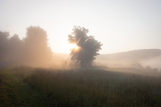 Sunset behind trees a foggy morning upstate NY 