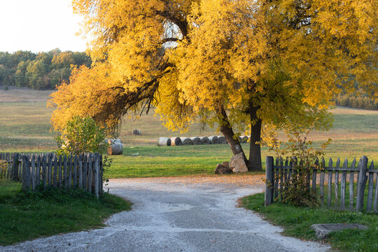 Big tree with yellow leaves at the Hungarian countryside in the fall 