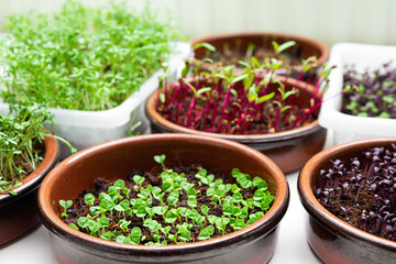 Bowls with different micro greens - sprouts of beetroot, watercress, green and purple basil on a table, healthy eating and DIY concept