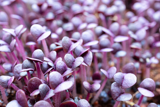 Young Sprouts Of Purple Basil Close-up As Colored Background, Microgreens Sprouting And Germination At Home, Healthy Eating And Vegan Concept