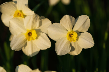 Snow-white flowers blooming daffodils in spring time