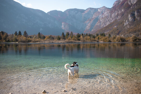 Small dog standing in the water in pretty Bohinj Lake, Slovenia