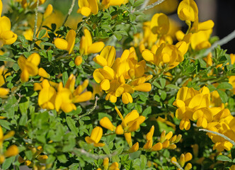 Blühender Ginster, Genista, im Frühling