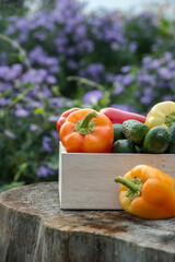 Wooden box with fresh vegetables (tomato, cucumber, bell pepper) in the garden, on the farm. Selective focus, Close up.