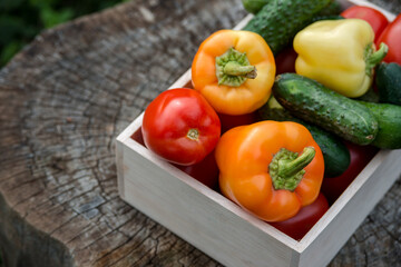 Wooden box with fresh vegetables (tomato, cucumber, bell pepper) in the garden, on the farm. Selective focus, Close up.