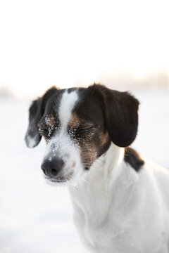 Dog with snow in her face standing at field a sunny winter day 