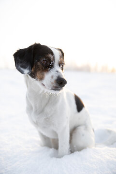 Dog with snow in her face standing at field a sunny winter day 