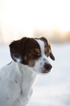 Dog with snow in her face standing at field a sunny winter day 