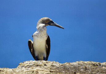Blue-footed boobys in Poor Man's Galapagos, Ecuador – Isla de la Plata