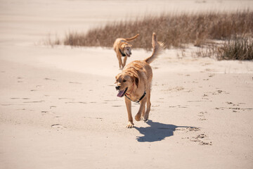 Dogs playing at the beach.