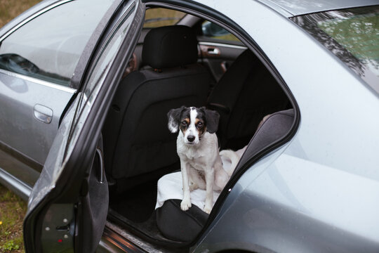 Danish Swedish Farmdog sitting in the backseat of a blue car waiting patiently to jump out