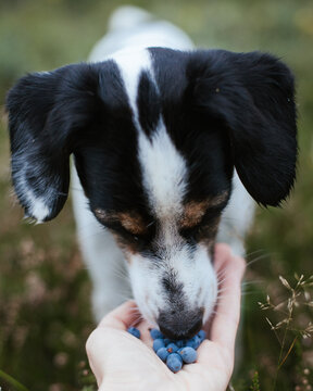 Dog eating odon berries out of hand in the woods