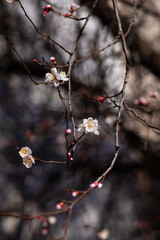 Spring background in the form of flowering tree branches. Sakura blossom.