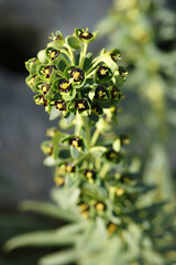 Euphorbia caracias, the Mediterranean euphorbia, is a plant included in the genus Euphorbia (family Euphorbiaceae). It is a herbaceous, evergreen, biennial species that can reach one meter.