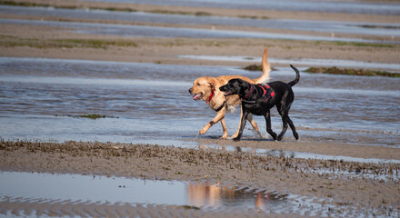 Dogs playing at the beach.