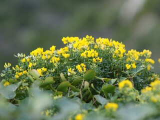 Small yellow flowers, typical of the Spanish Mediterranean, with delicate petals and intense green.