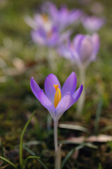 Early Crocus spring flower