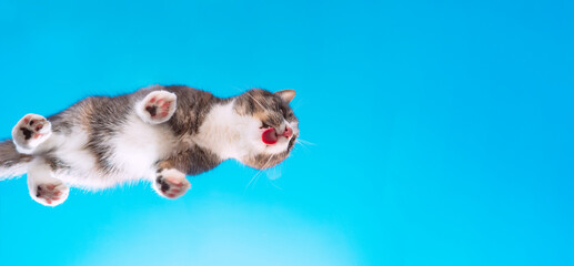 Fototapeta na wymiar Bottom view of funny tabby cat licking invisible glass on a blue sky background. Funny pet or animal wallpaper or postcard idea. Cat paws with pink and black pillows. Copy space