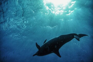 Swimming with Wild Spinner Dolphins in Hawaii 