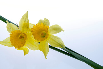 Two beautiful yellow narcissus daffodils up close isolated  on white background